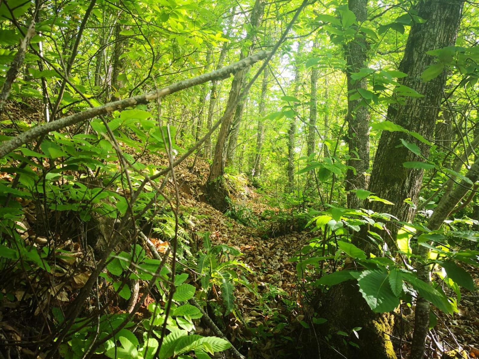 Finca Naturacanaria Moya  ภายนอก รูปภาพ